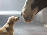 'Puppy Love': 2014 Ad Meter winner