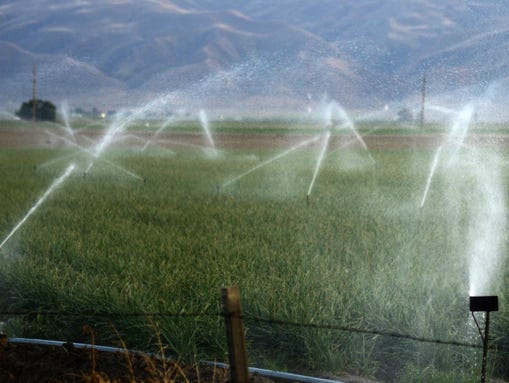 Old-school sprinklers such as these, shown irrigating