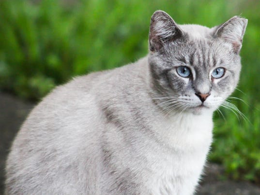 Cat Left Ear Tipped Cat Left Ear Tipped