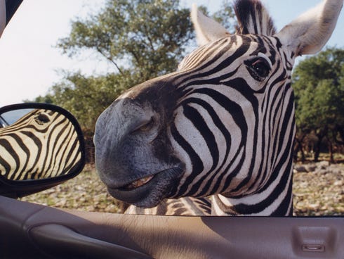 Located between San Antonio and New Braunfels, Texas, Natural Bridge Wildlife Ranch sprawls over 400 acres across the Texas plains.