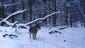 A wolf in Adams County. Enter your trail camera photos in our monthly contest, sponsored by Mills Fleet Farm.