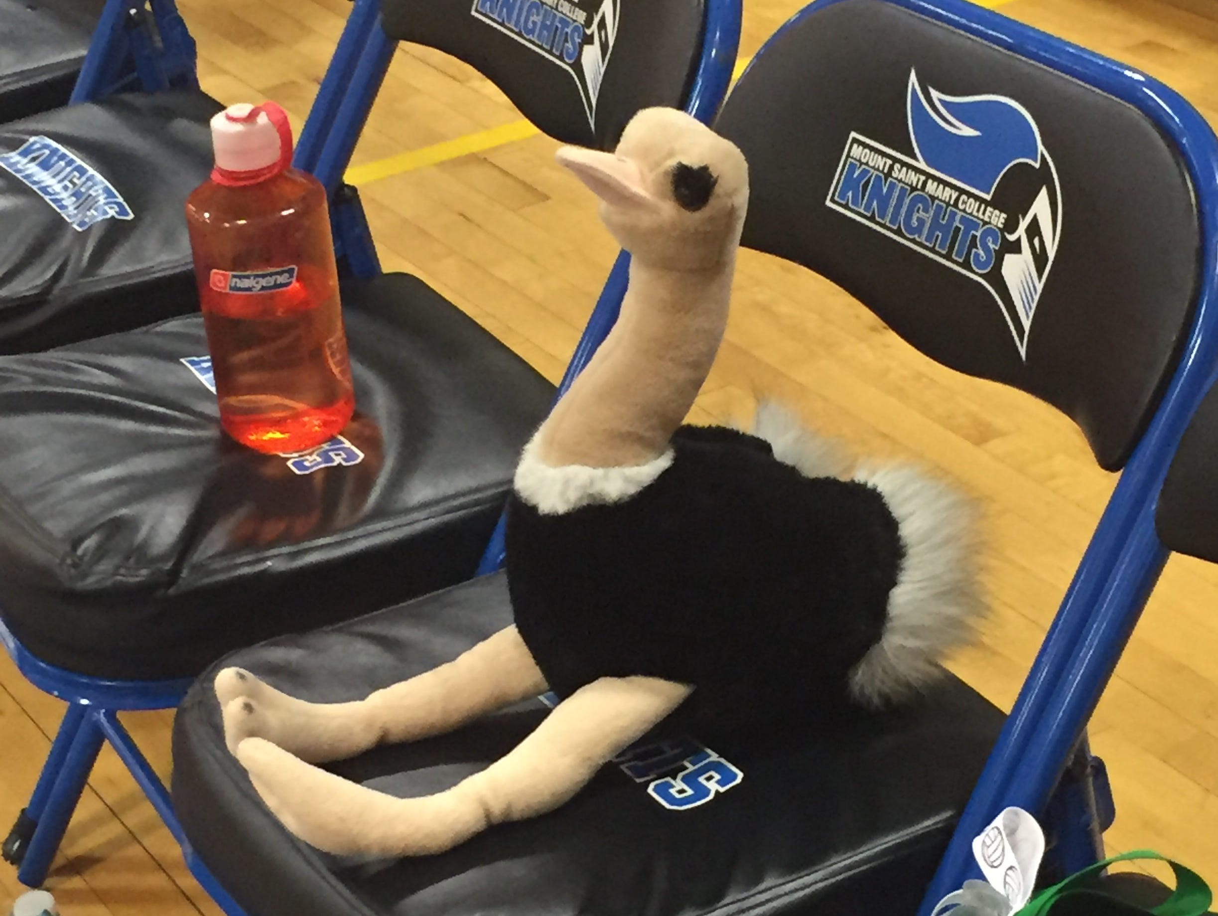 Penelope, the Spackenkill High School volleyball team's good luck charm.