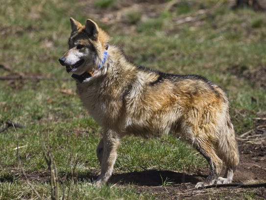 Mexican gray wolf supporters say the animals need to
