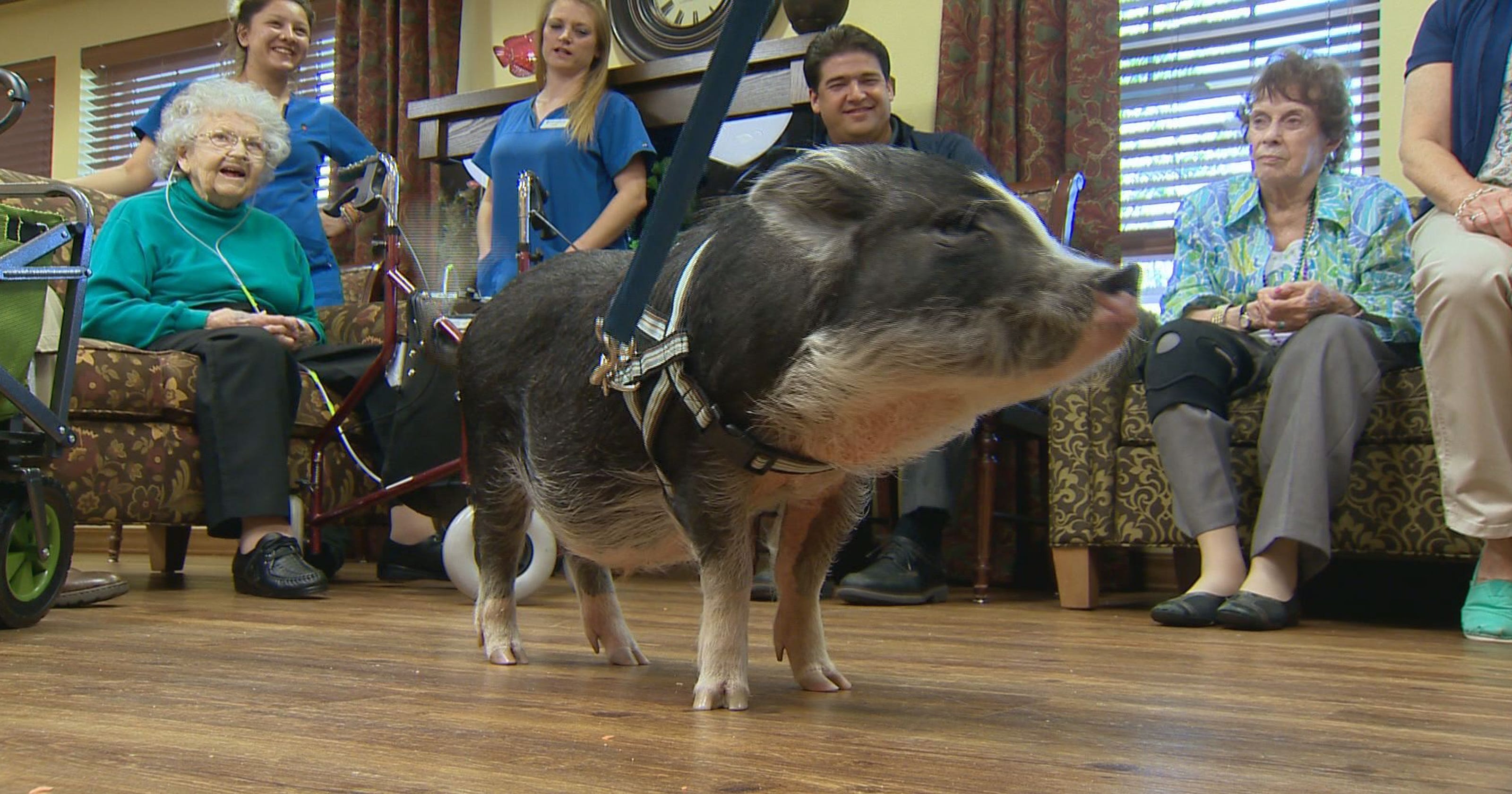 Mini potbellied pigs love on Alzheimer's patients