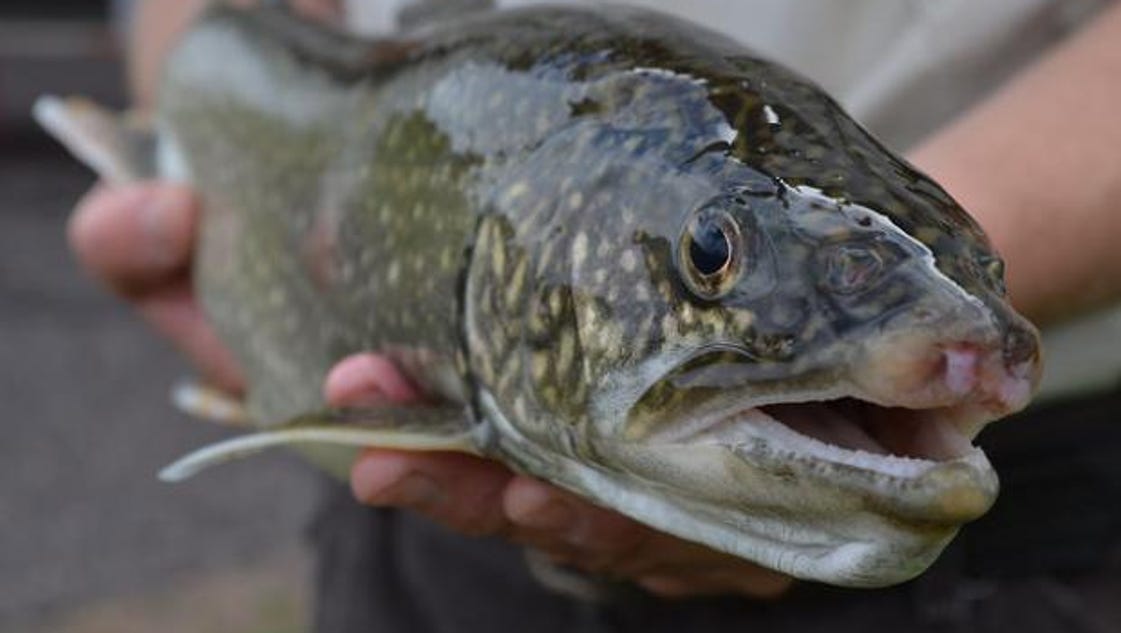 Emergency lake trout rule proposed - Milwaukee Journal Sentinel