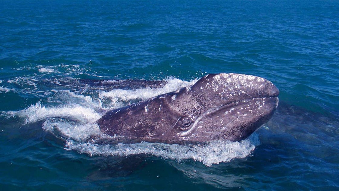 Gray whale travels 13987 miles, breaking world record - USA TODAY
