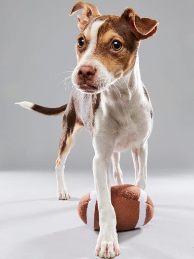 PuppyBowl and What Time Does The Super Bowl Start go hand in hand at http://galacticfootballleague.com/what-time-does-the-super-bowl-start/