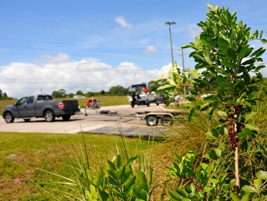 Brazilian pepper trees