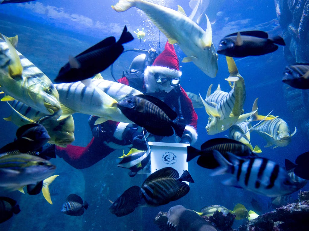 A diver disguised as Santa Claus feeds the reef inhabitants in the Tropical Ocean Basin at the Sea Life in Munich Germany.