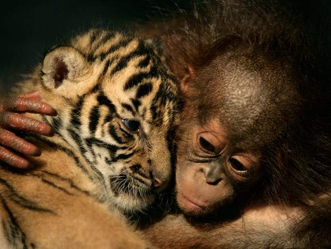 Dema (male) the 26-day-old endangered Sumatran Tiger cub cuddles up to 5-month-old female Orangutan, Irma at the 'Taman Safari Indonesia' Animal Hospital, on February 26, 2007 in Cisarua, Bogor Regency, West Java, Indonesia. Irma and another orangutan have been rejected by their mothers while two Sumatran tiger-cubs (including Dema) also born in the hospital, have also been rejected by their mother Cicis and are being looked after by staff at the Animal Hospital.