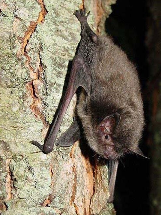 Rare bat has Hendricks County park planners treading lightly