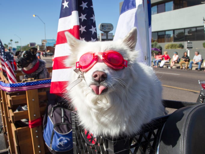 A decked-out pet at the Phoenix Veterans Day Parade