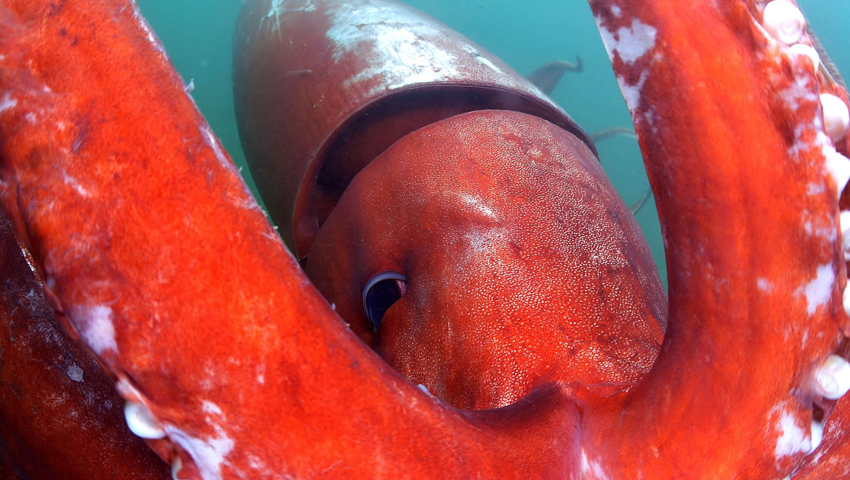 Watch: Rare giant squid caught on camera in Japanese bay