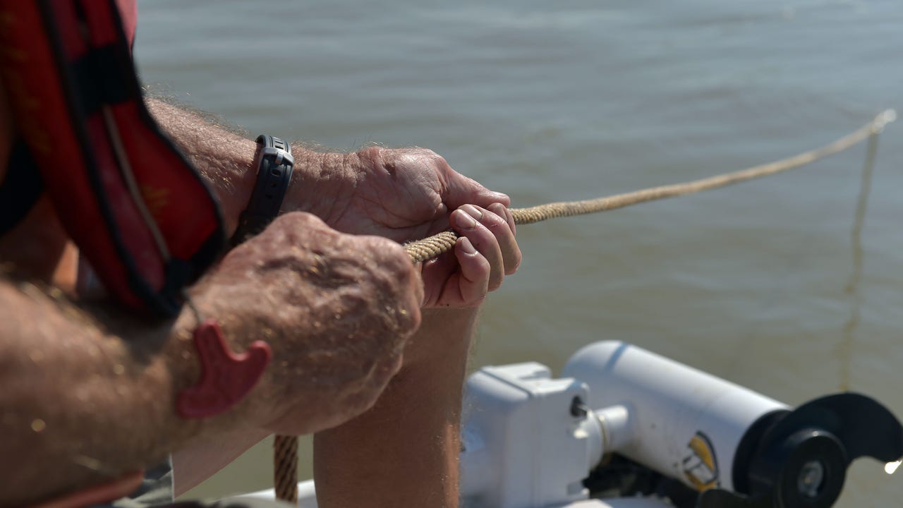 Big Mississippi River Catfish Tagged To Track Movements And Growth