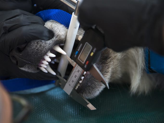 Wolf No. M1342's teeth are measured.
