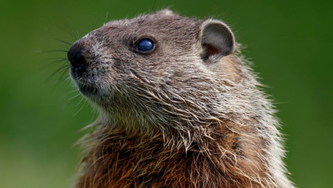 groundhog day tradition groundhog day tradition has history groundhog day tradition groundhog day tradition has history
