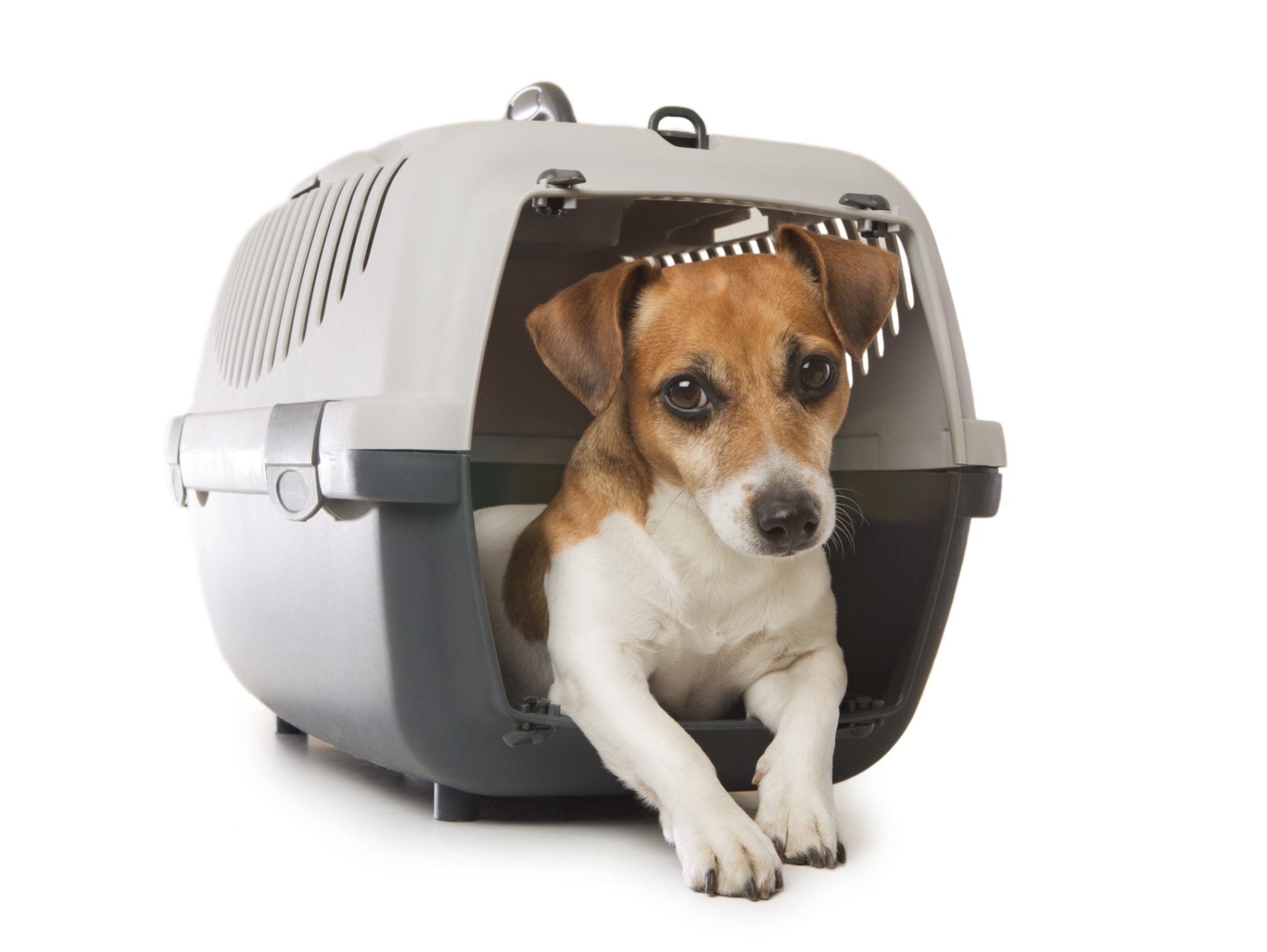 More than 2 million pets and animals are flown by the nation's carriers each year.