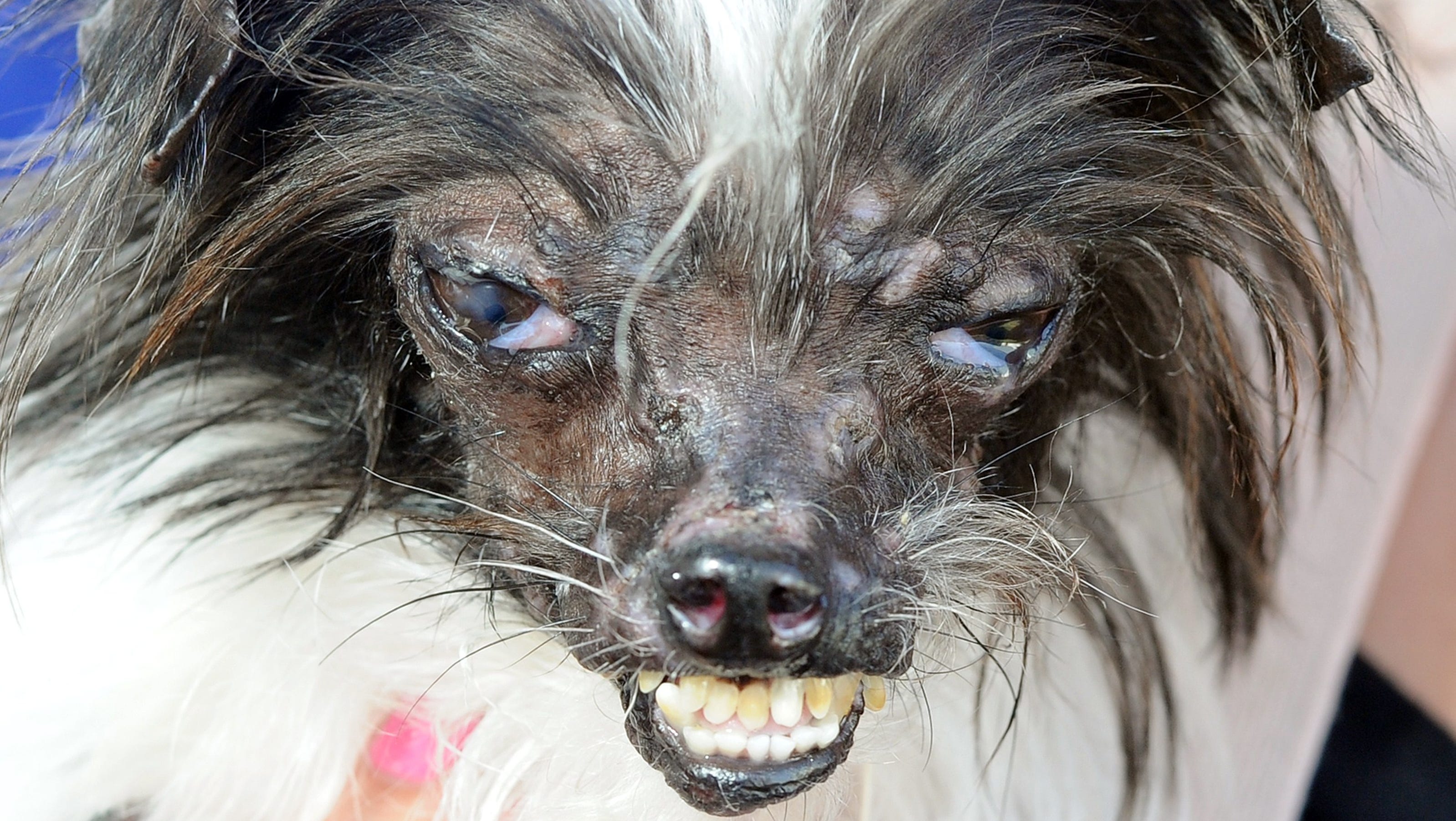2014 �World�s Ugliest Dog� named