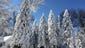Wintry wonder: Snow coats evergreen trees Wednesday