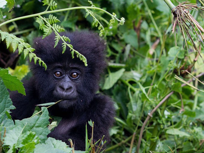 A baby mountain gorilla is pictured in the Sabyinyo