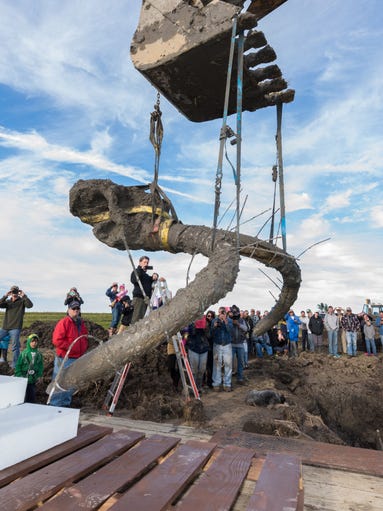 Mammoth skull and tusks are hoisted from the excavation
