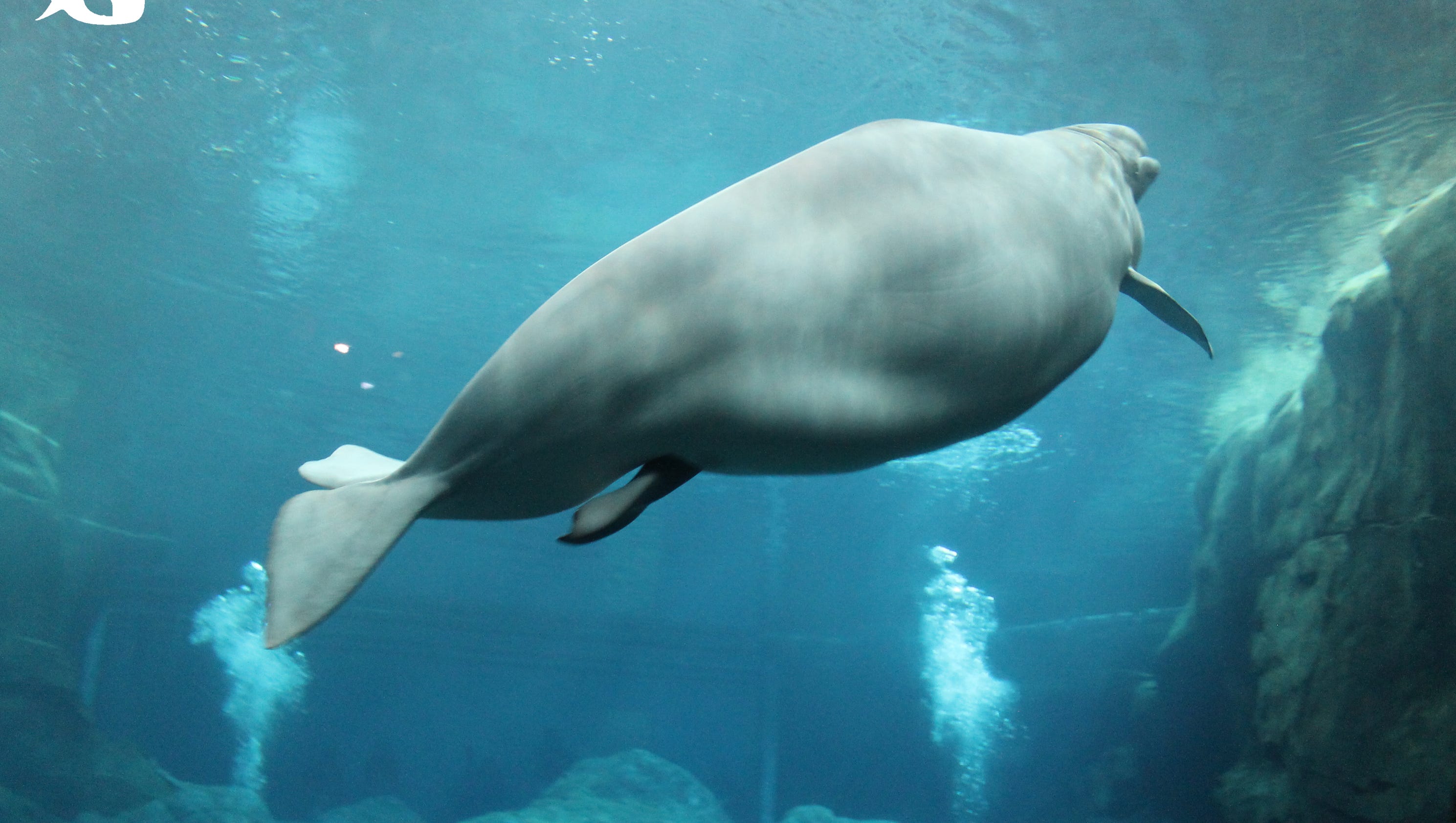 Baby beluga whale born at Aquarium