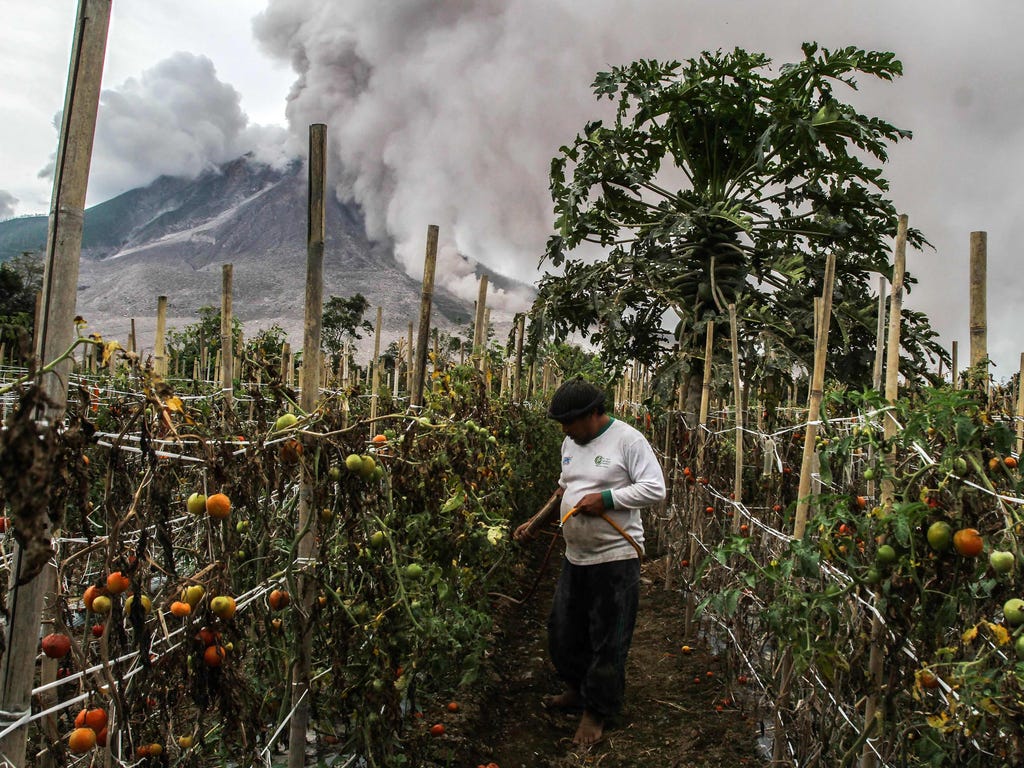 An Indonesian farmer works on a tomato farm as Mount Sinabung volcano spews thick smoke in Karo, North Sumatra on Oct. 24, 2017.\u000dSinabung roared back to life in 2010 for the first time in 400 years. After another period of inactivity it erupted 