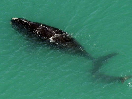 Right whale, calf spotted off Brevard