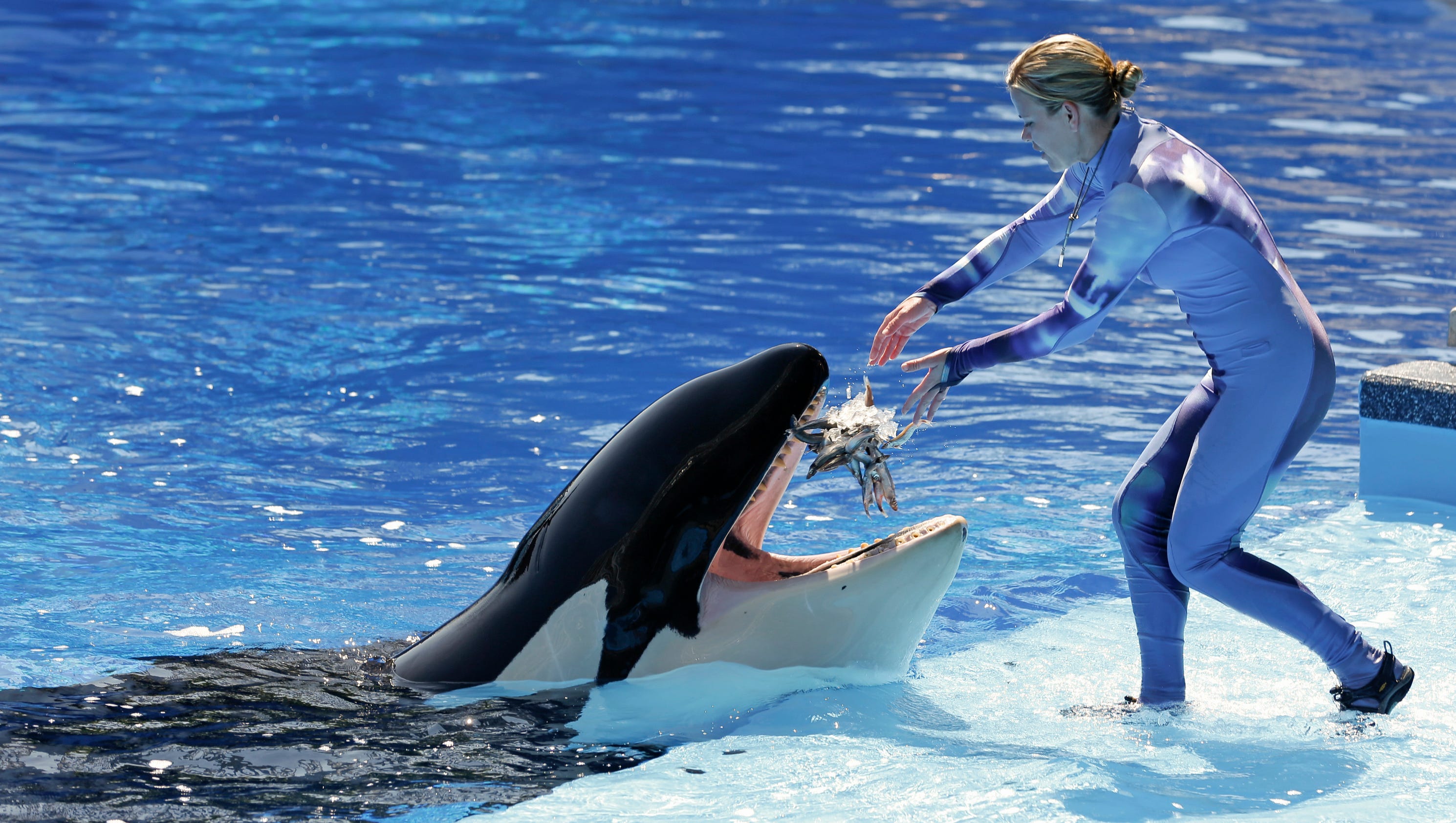 Killer Whales Terrorize French Fishermen – Could This Happen In The Uk? - 9qchzrg