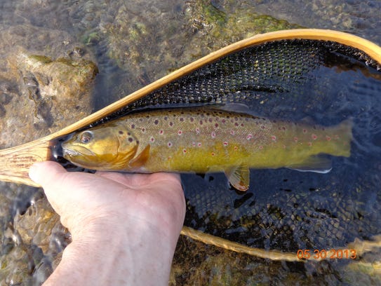 A radiant brown trout from Spring Creek, Livingston