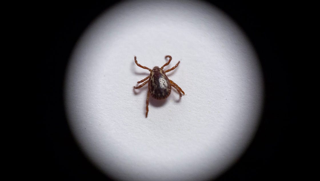 Lone star ticks? Man claims Michigan encounter