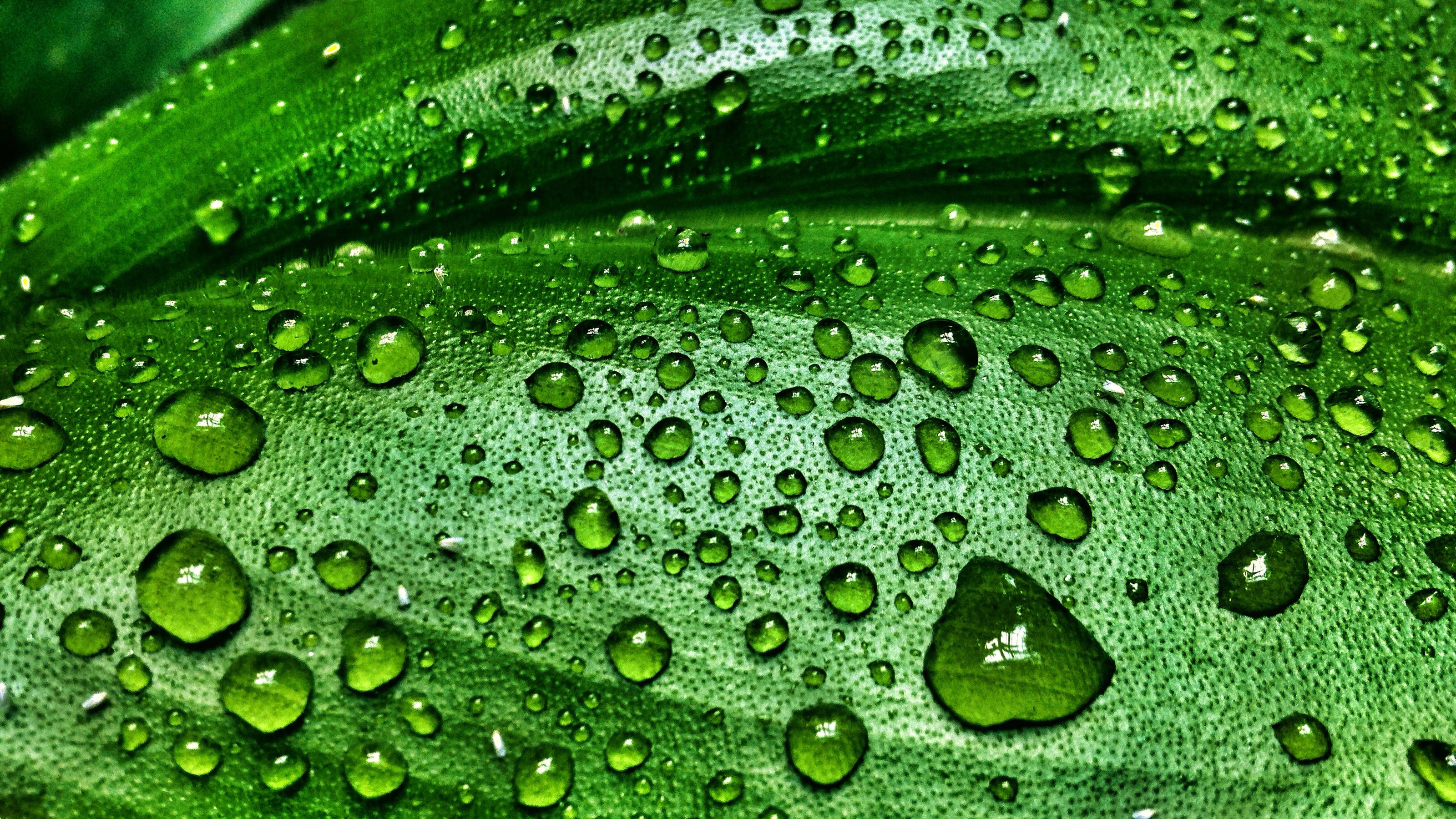 The science behind the wondrous smell after rainfall