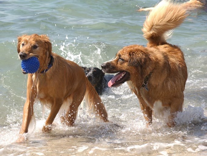 Canines get oceanfront action at Fort DeSoto Paw Playground