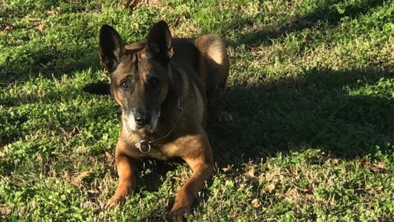 Retired belgian malinois for sales sale