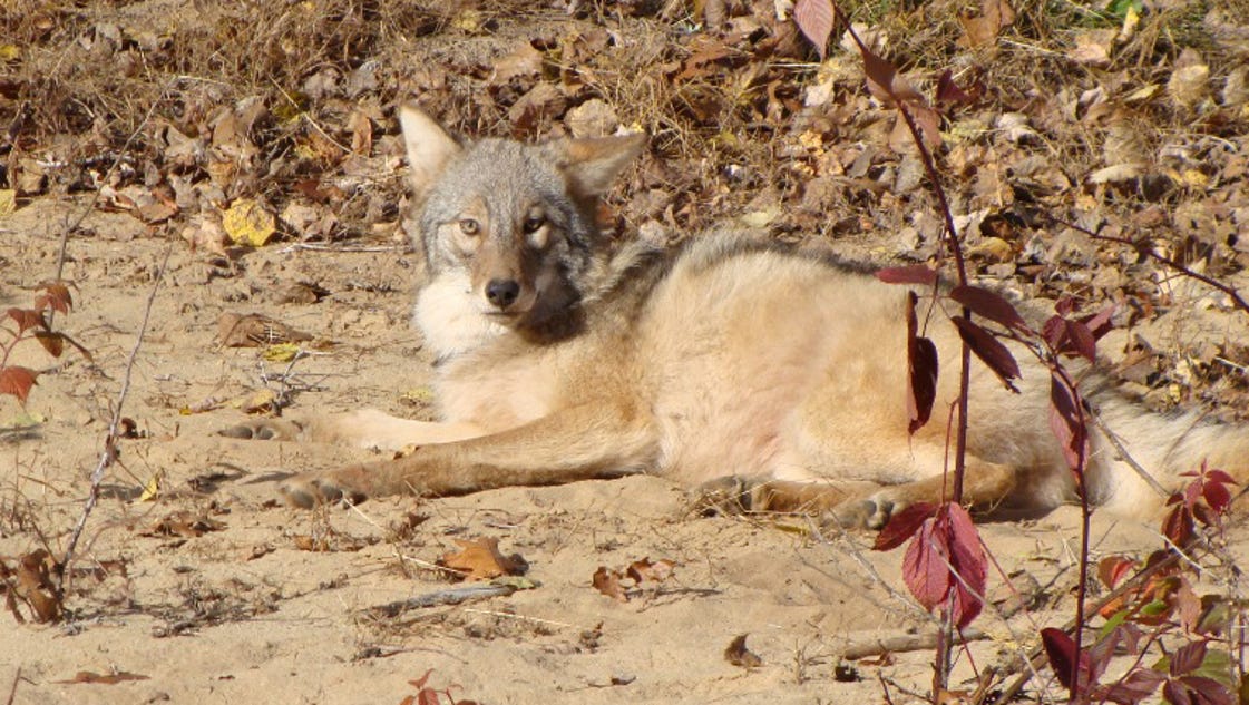 Misunderstood 'coywolves' no urban legend