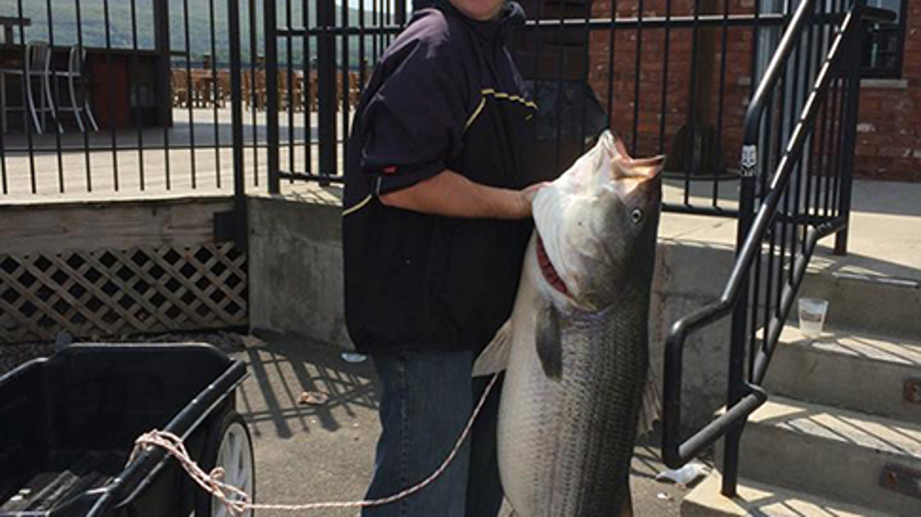 60pound Hudson River striped bass is state record
