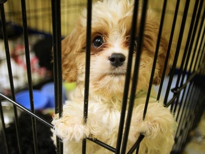 Rescued Indiana dogs recovering at shelter