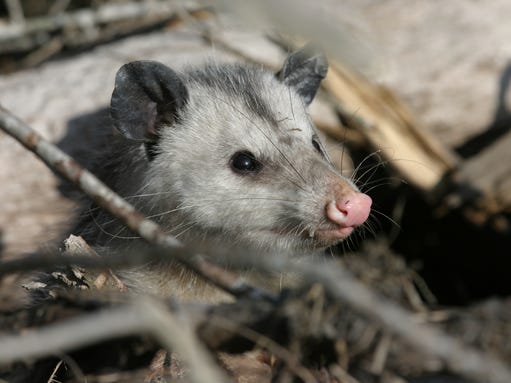 opossum.jpg