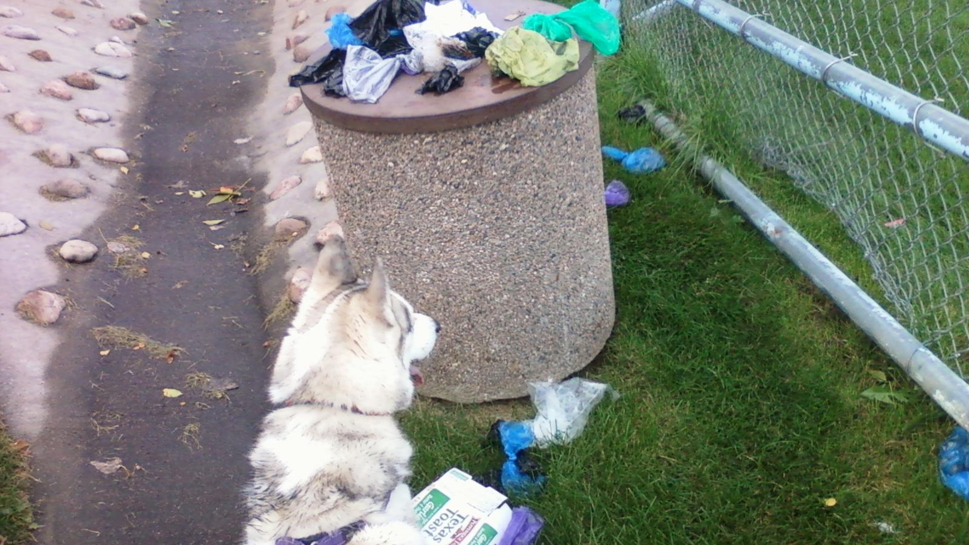 puppies fort collins near fort collins school irks puppies fort collins near fort collins school irks