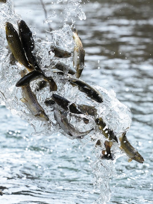Pa Trout Stocking Report 99