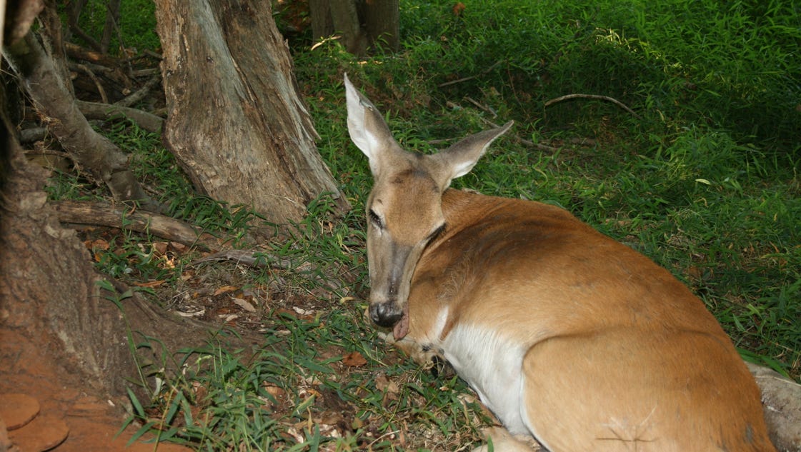 Deer with arrow lodged in face expected to survive