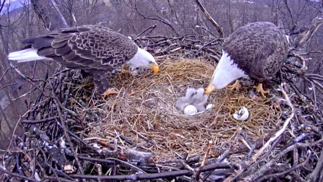 First bald eagle egg hatches in Hanover nest
