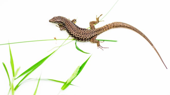 These Lizards Are Just About Everywhere In Cincinnati Here S Why