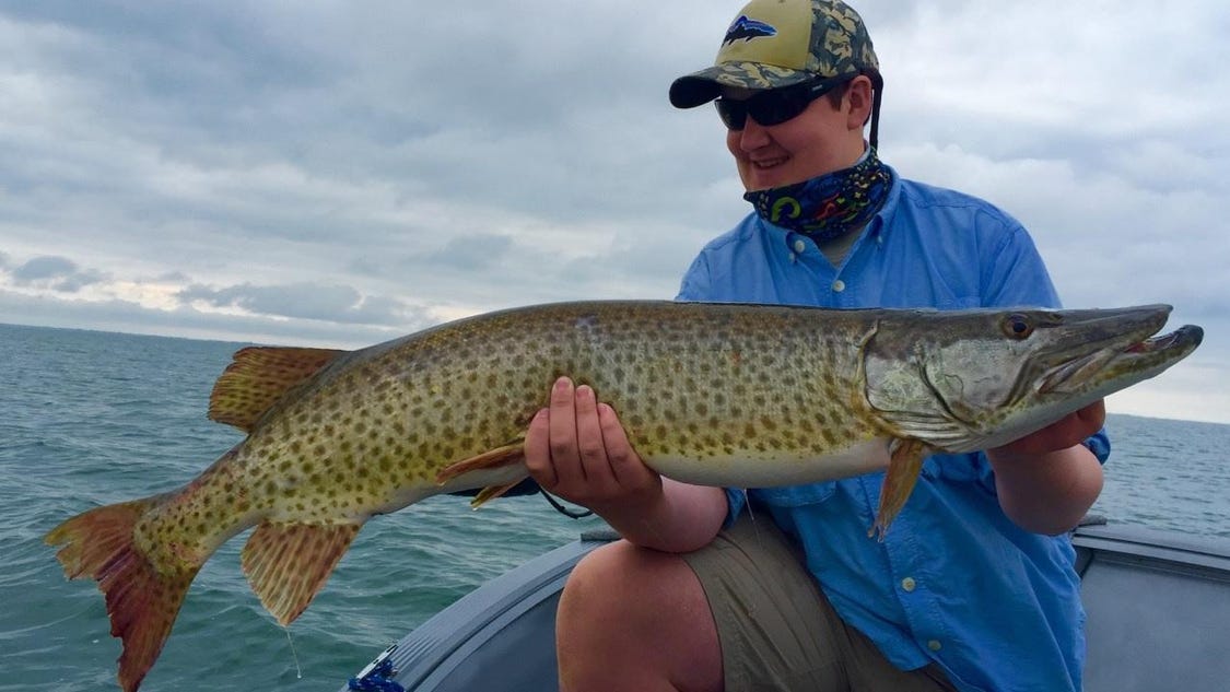 View Fish Predator Lake St Clair Gif