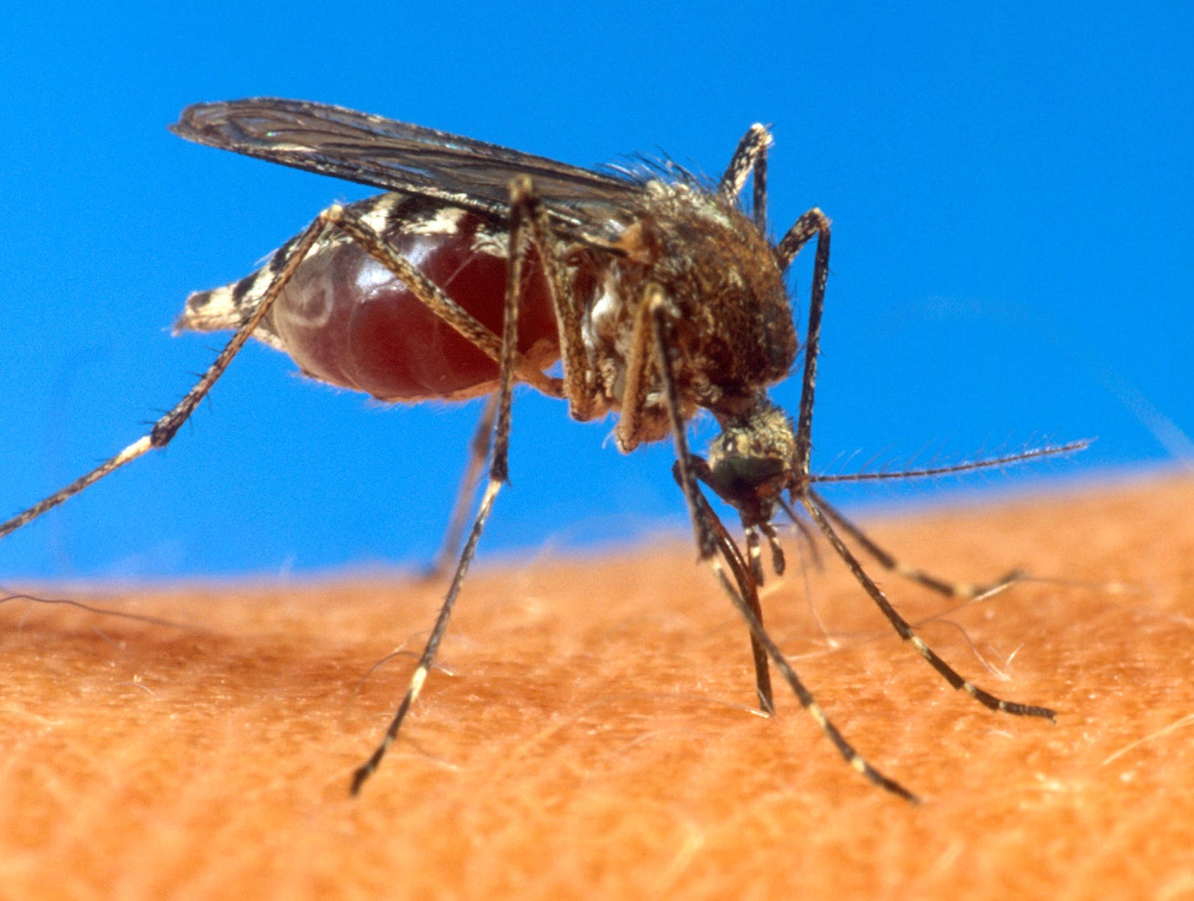 Dengue fever vs. glowing mosquitoes: Column