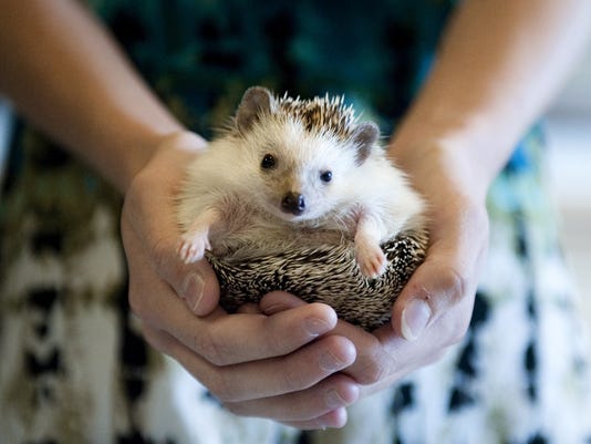 Hedgehog Pillow Pet