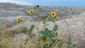Sunflowers grow in Badlands National Park in South