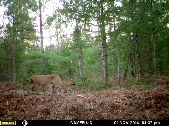 mackinac cougar.JPG