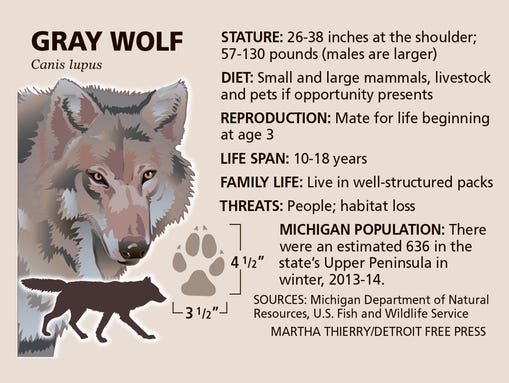 Once there were 50 wolves on the island, but inbreeding