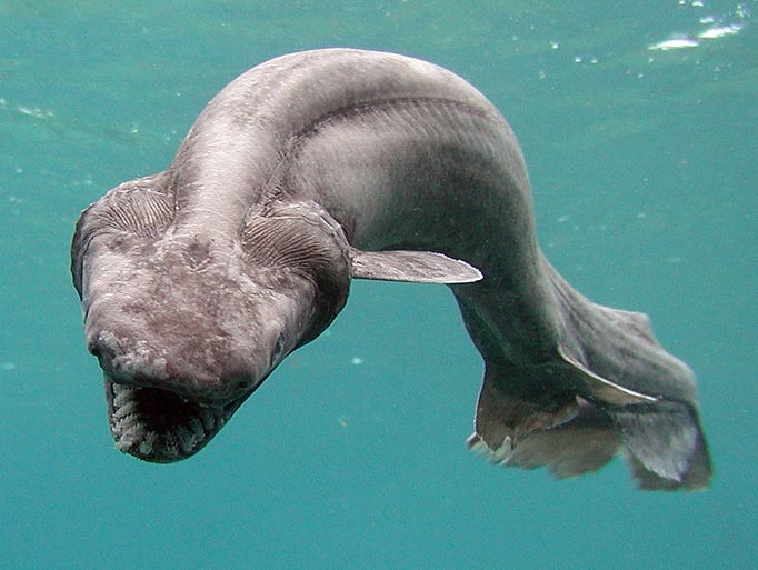 A Frill shark swims in a tank on Jan. 21, 2007, in Numazu, Japan. The shark, which was found by a fisherman, usually lives in extremely deep water. It's body shape and the number of gill are similar to fossils of sharks that lived billions of years ago.